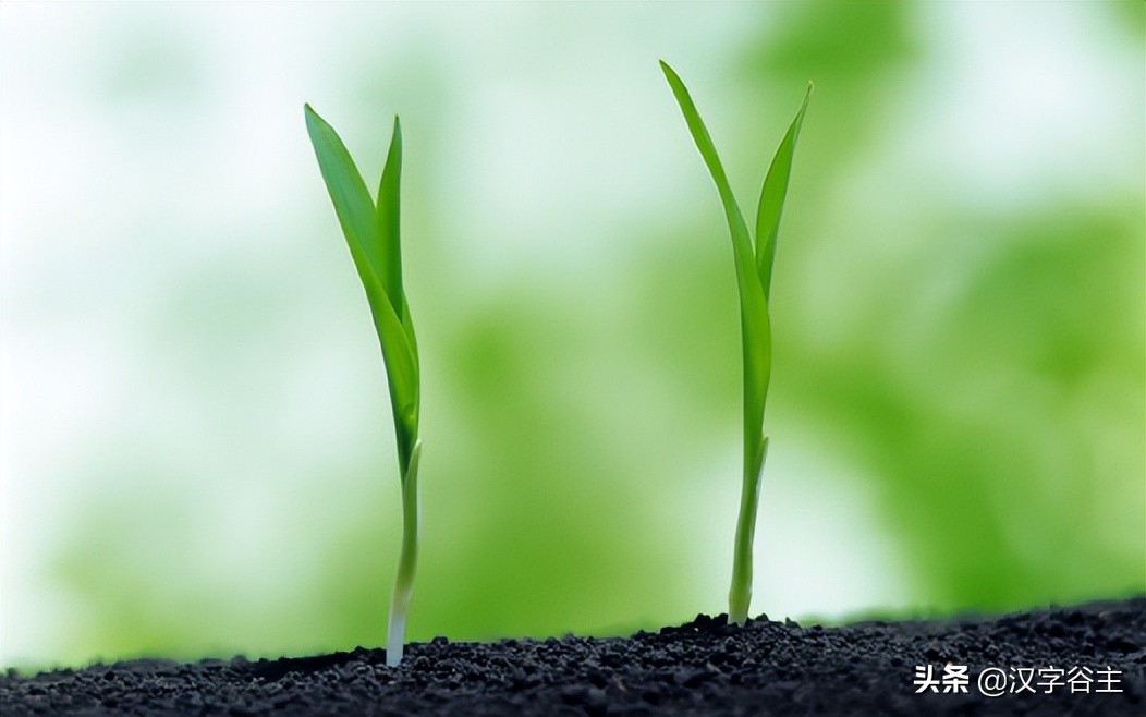 姹夊瓧妞嶇墿,鑽夋湪姹夊瓧