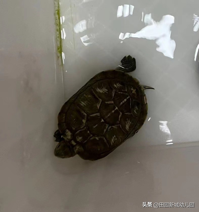 课程故事乌龟大班,嗨小鸭课程故事