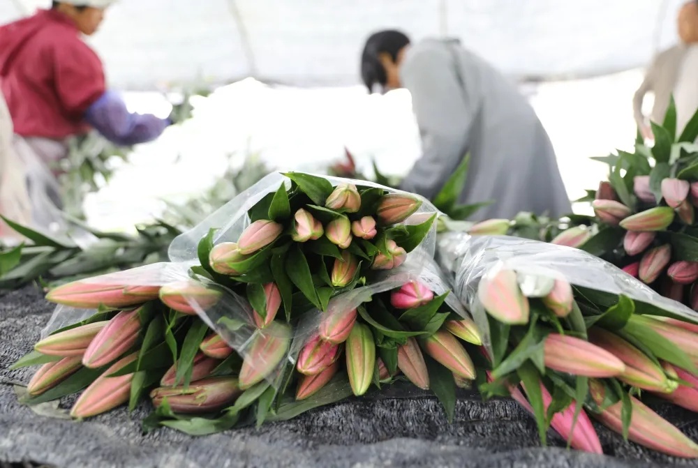 香水百合含苞待放,含苞待放的百合