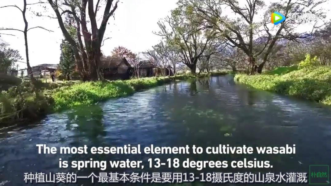 我们吃的芥末不是真正的芥末吗,芥末太辣了真的吗