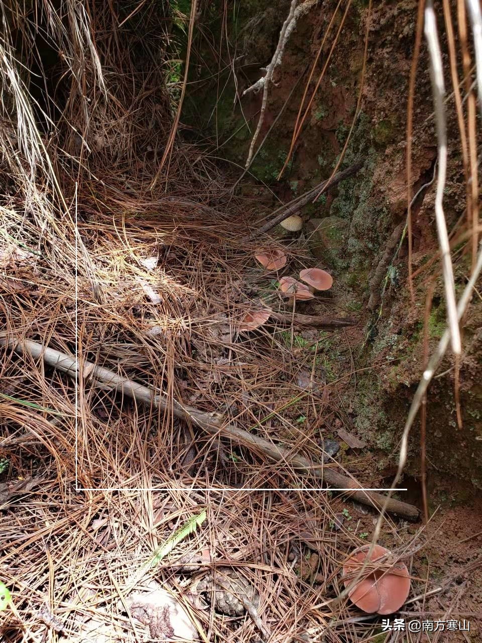 云南野生菌致幻品种,云南野生菌诗句