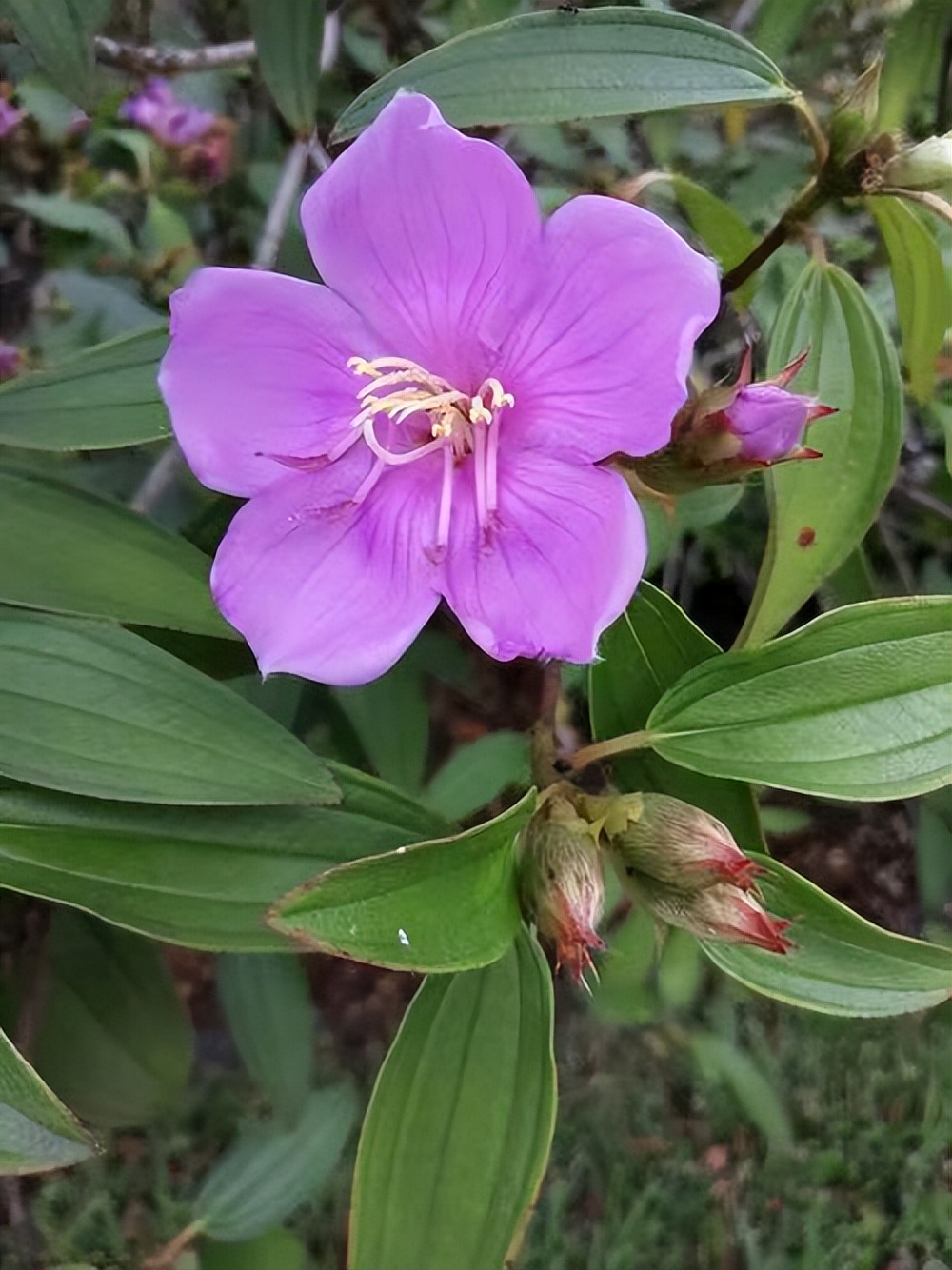 石老虎下山豹牙郎出没一片红