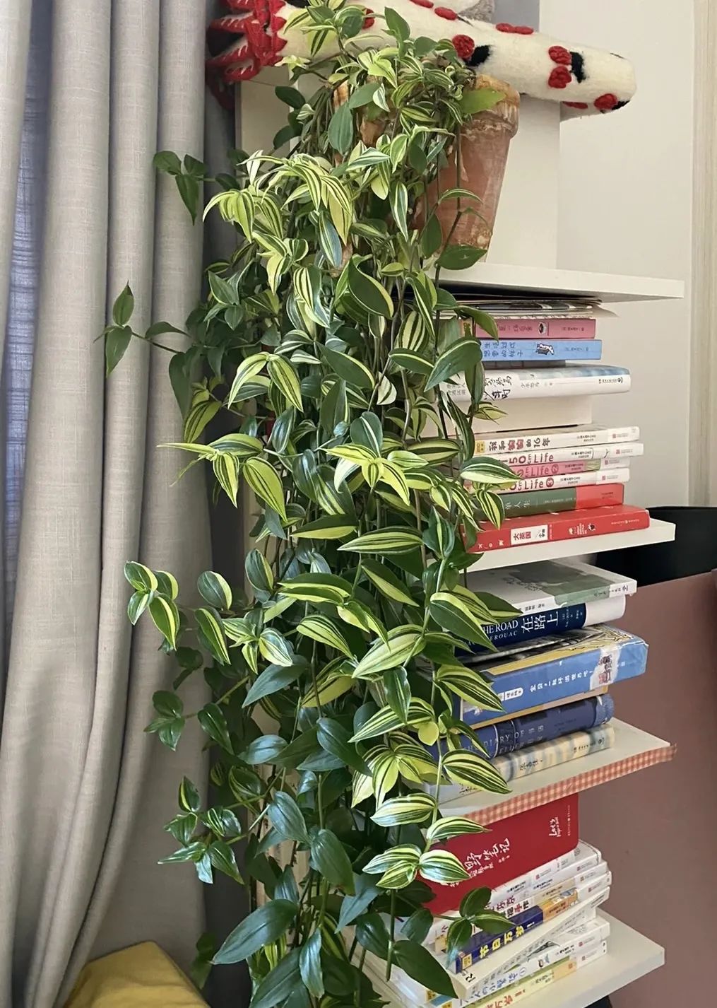 3种花是懒人养花首选,人养花花养人的含义