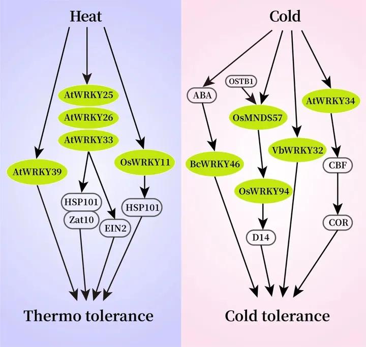 WRKY家族想做个自我介绍（二）