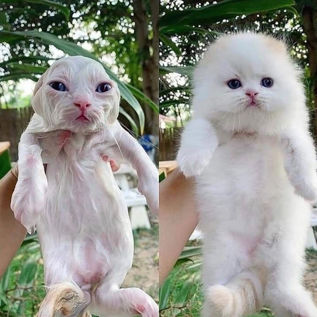 盘点那些奇怪的小猫咪搞笑的日常,盘点那些奇怪的小猫咪