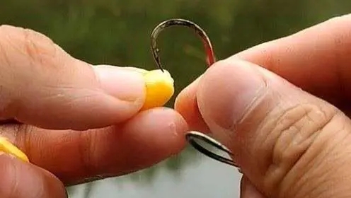 钓草鱼玉米挂钩的正确挂法,玉米钓鲤鱼挂钩正确方法图片