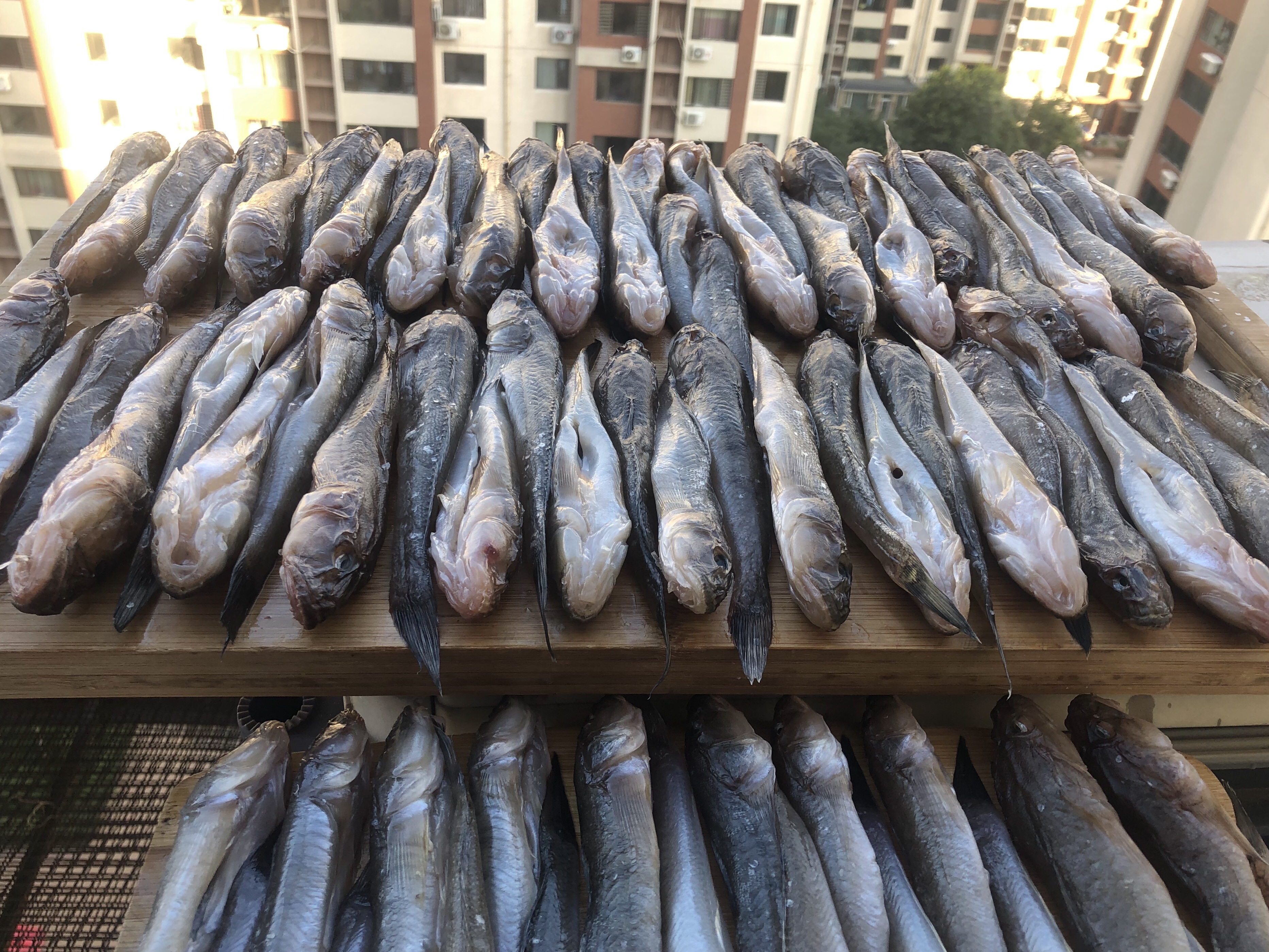 东北楞巴鱼怎么钓,楞巴鱼几月可以钓