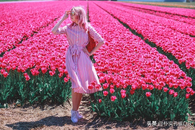 郁金香迫击炮,郁金香水培的正确方法