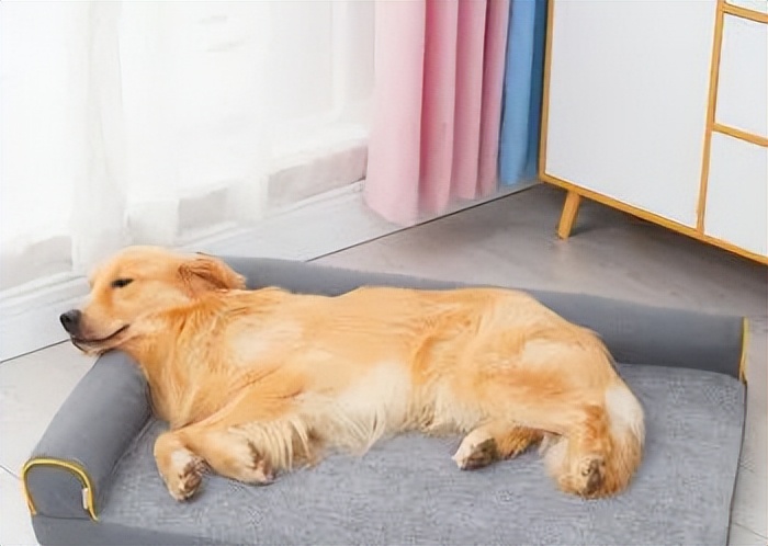 狗子体臭很严重怎么办,狗子臭了脏了怎么办