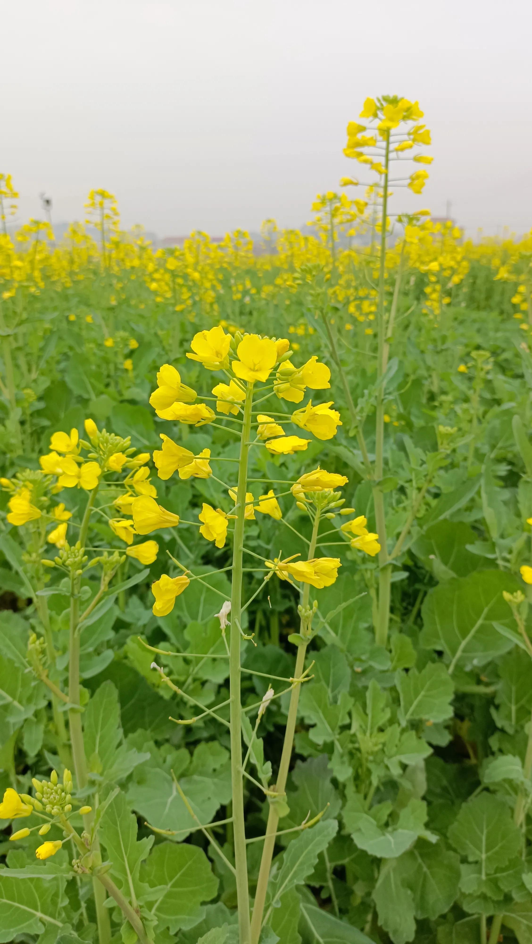 春暖花开好时节全文,春暖花开好时节下联