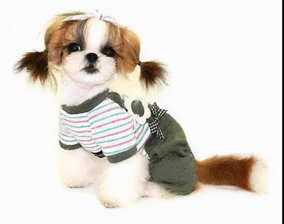 100多种名犬图片大全大图高清,100多种名犬图片大全大图