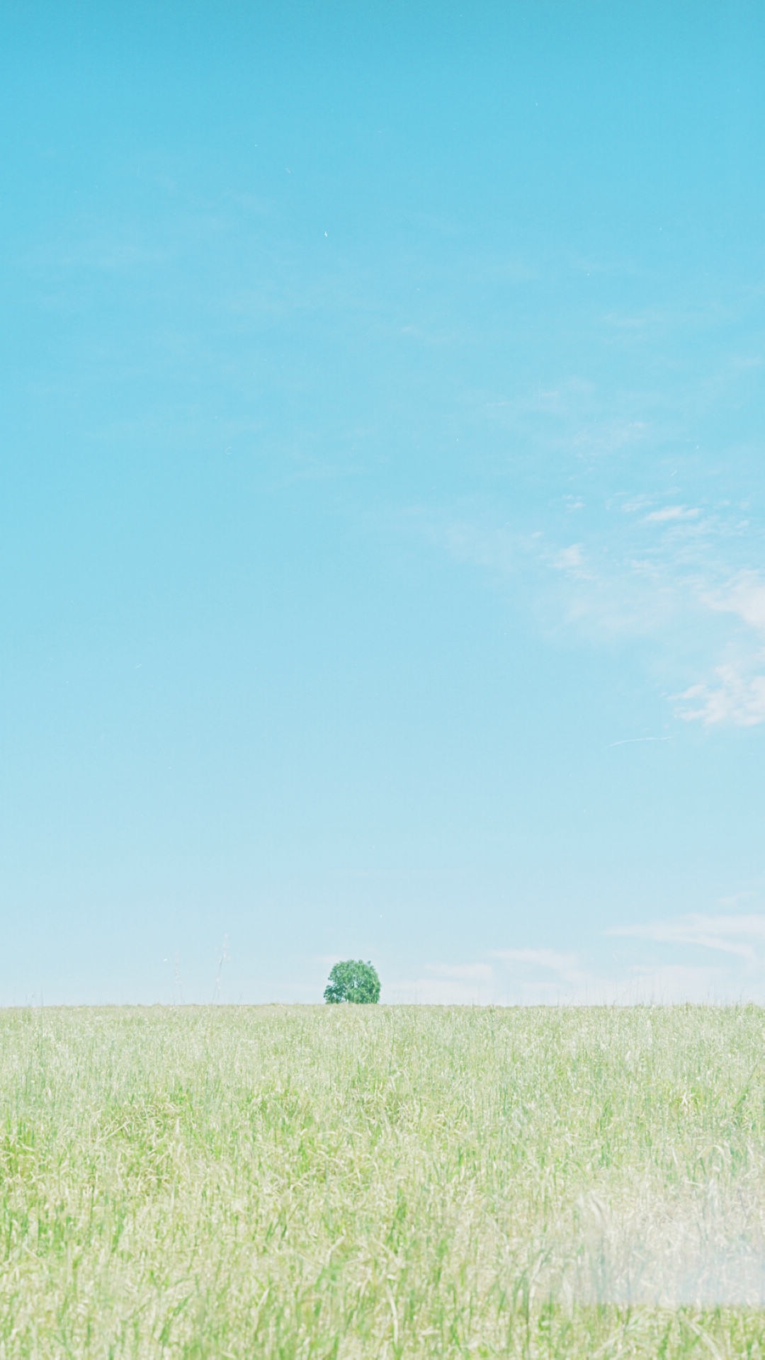 浅色壁纸高清图片花,超仙闺蜜壁纸动漫紫色和粉色
