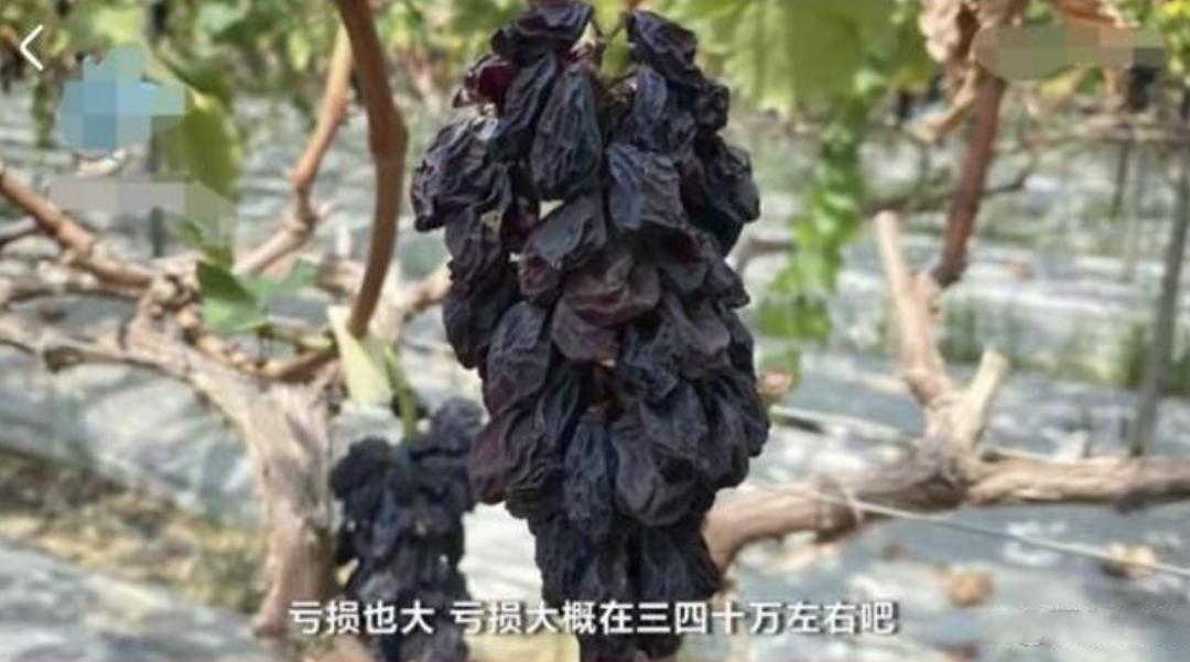 揭底：川渝限电，天灾还是*祸人**？