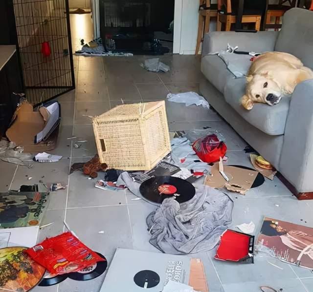 隔壁邻居偷了我家的狗,隔壁邻居偷我家狗