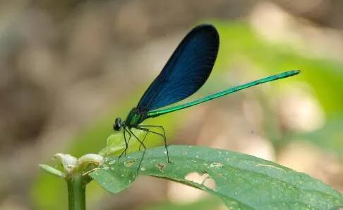 回忆农村小时候捉蜻蜓,儿时回忆捕蜻蜓