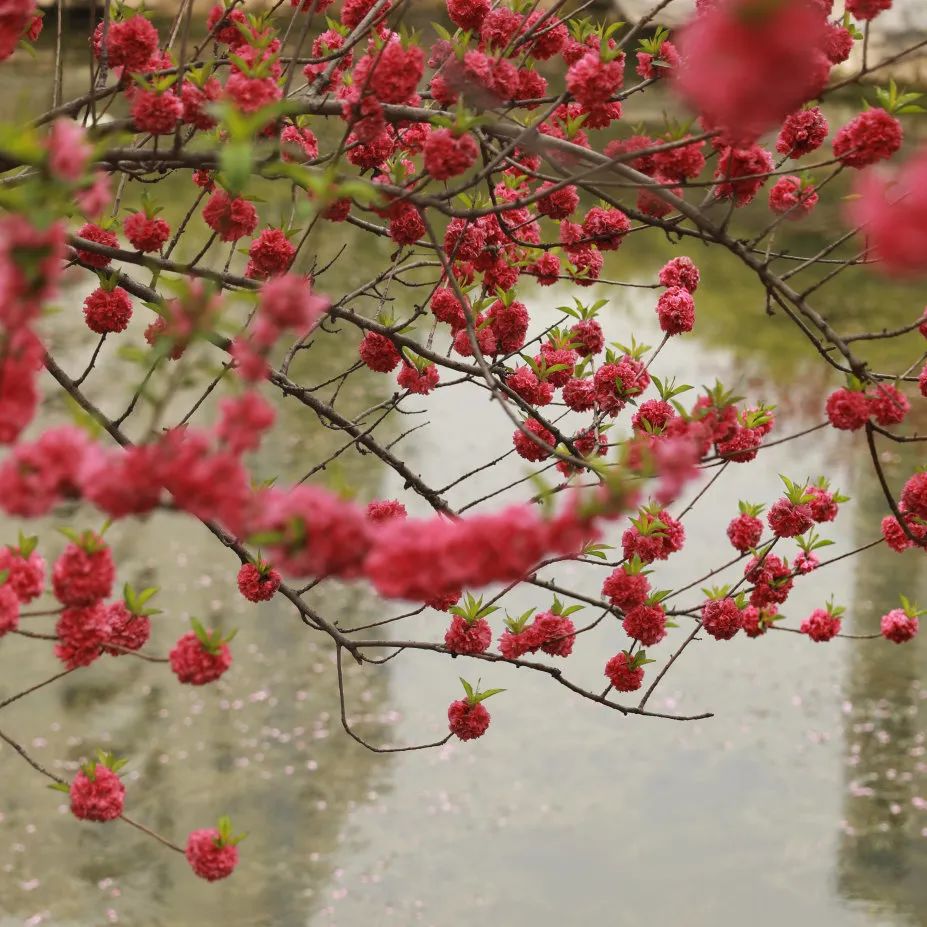 皇天后土汉兴地，沟堑芒砀今犹记|沟馥合香藏头诗征集令第十二期诗文大赏