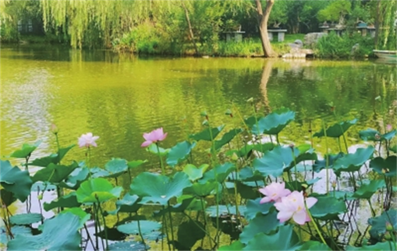 初夏六月来郑州公园邂逅美好