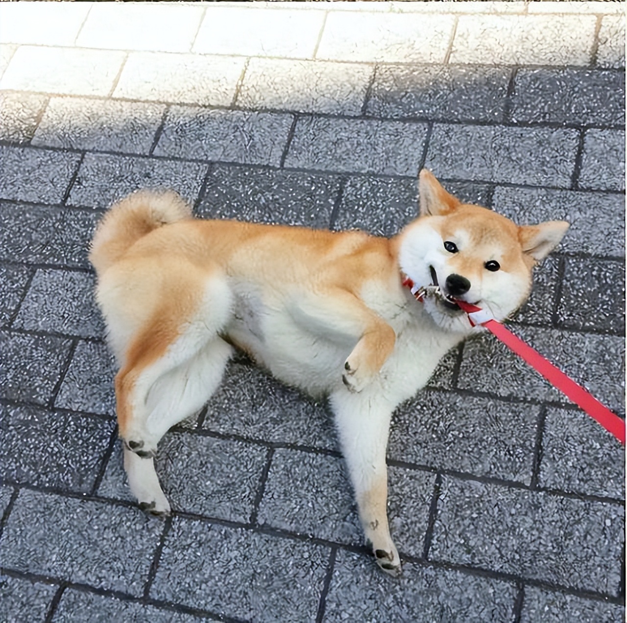 柴犬的四种缺点,柴犬的五个缺点