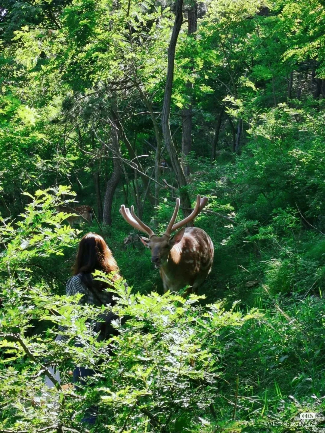 鲸鱼海豹,汉海鲸豚湾水世界能看到海豚吗