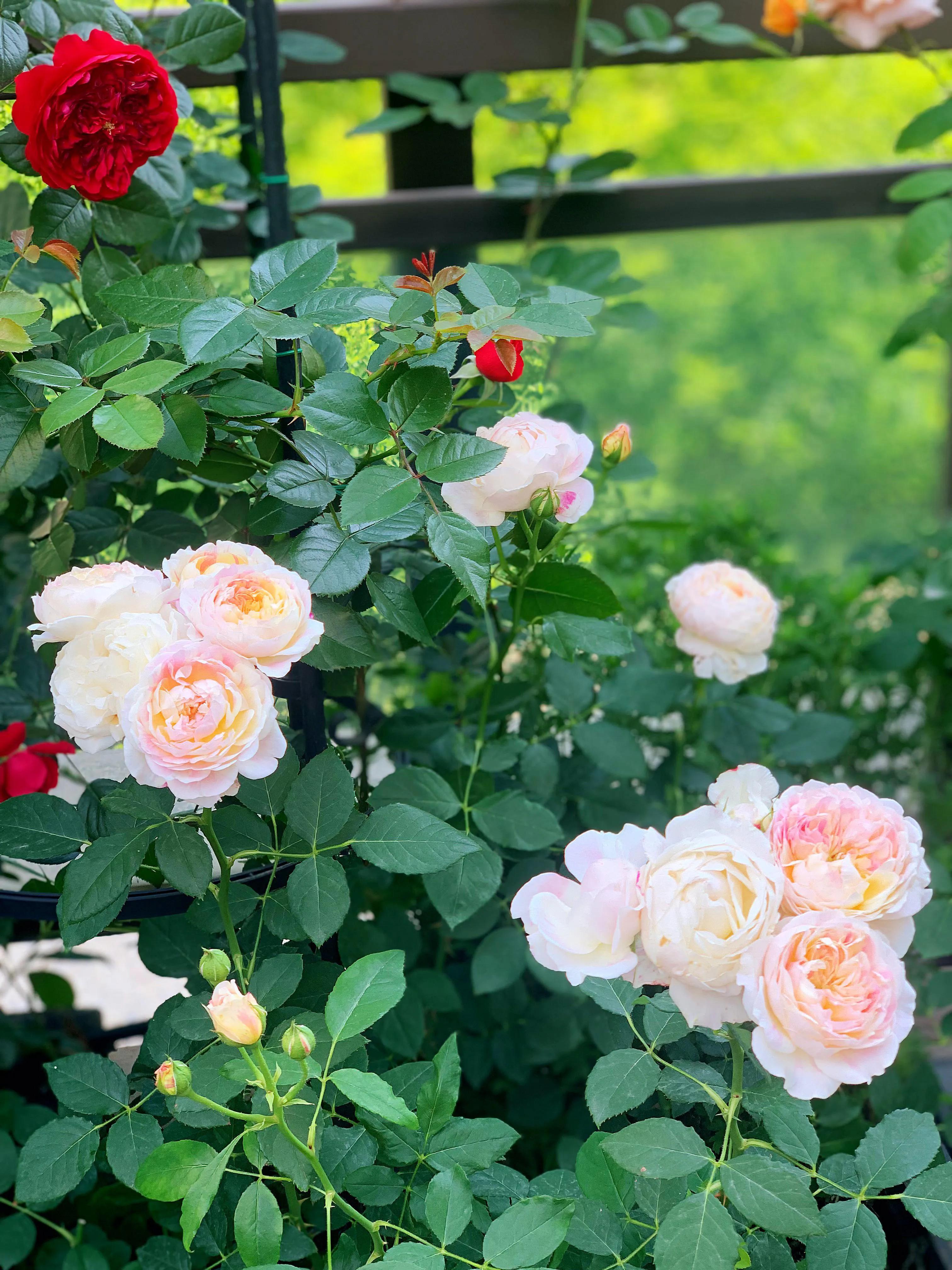 花期长又香的月季花园,花期超长又好养的经典月季