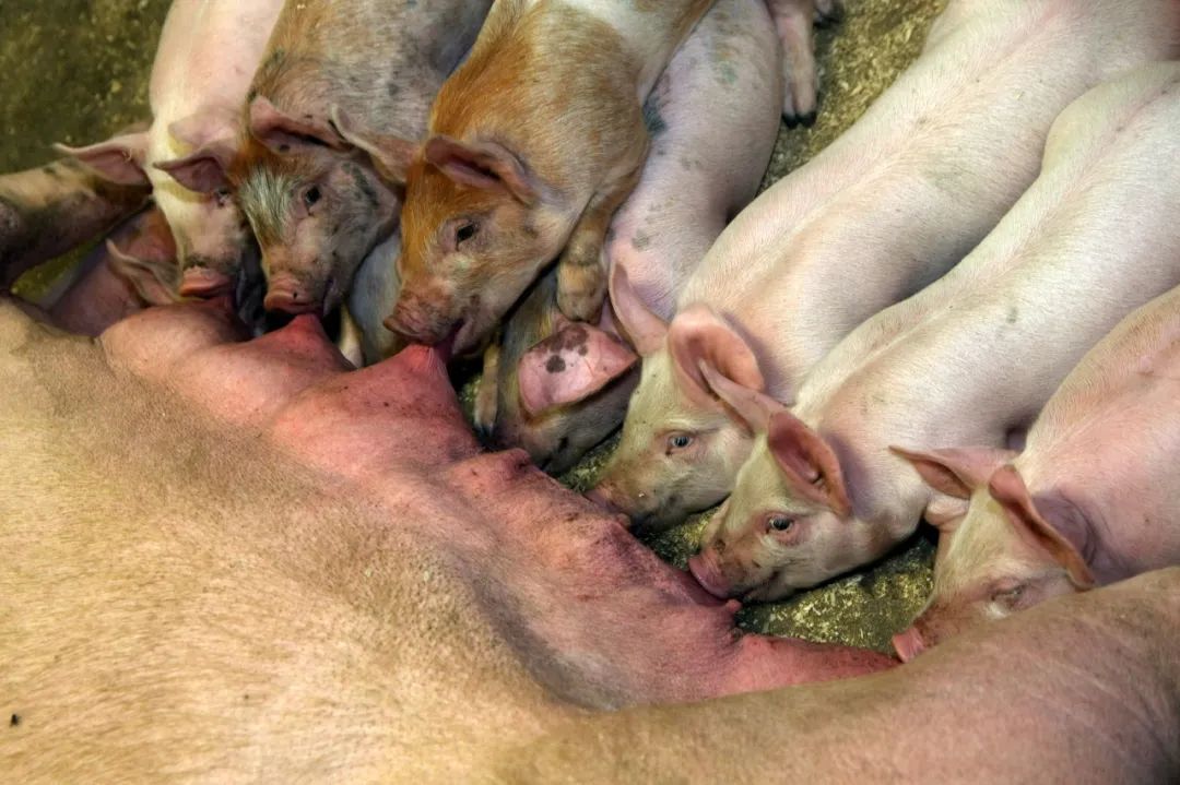 猪的乳头肉可以吃么,猪的乳头肉能吃吗