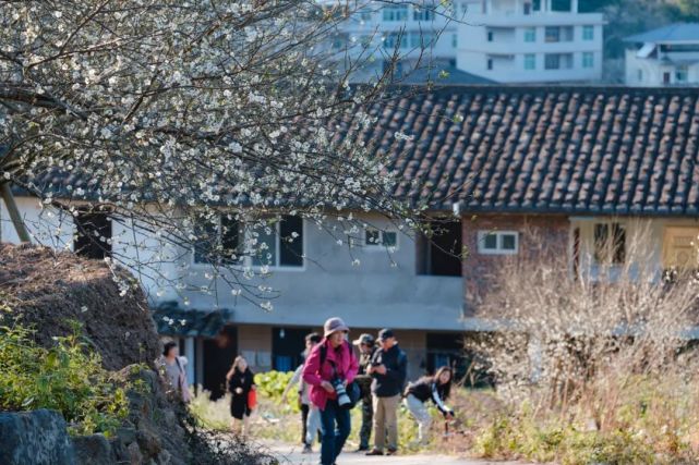 永泰青梅花开全部视频,永泰青梅丰收季节
