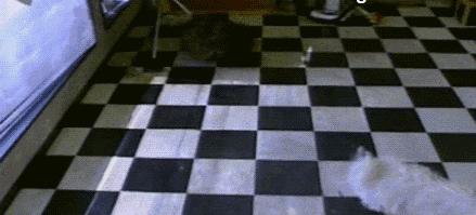 何老师抱狗撒尿，三石弟弟跳舞洗狗…这些破图我看一次笑一次哈哈