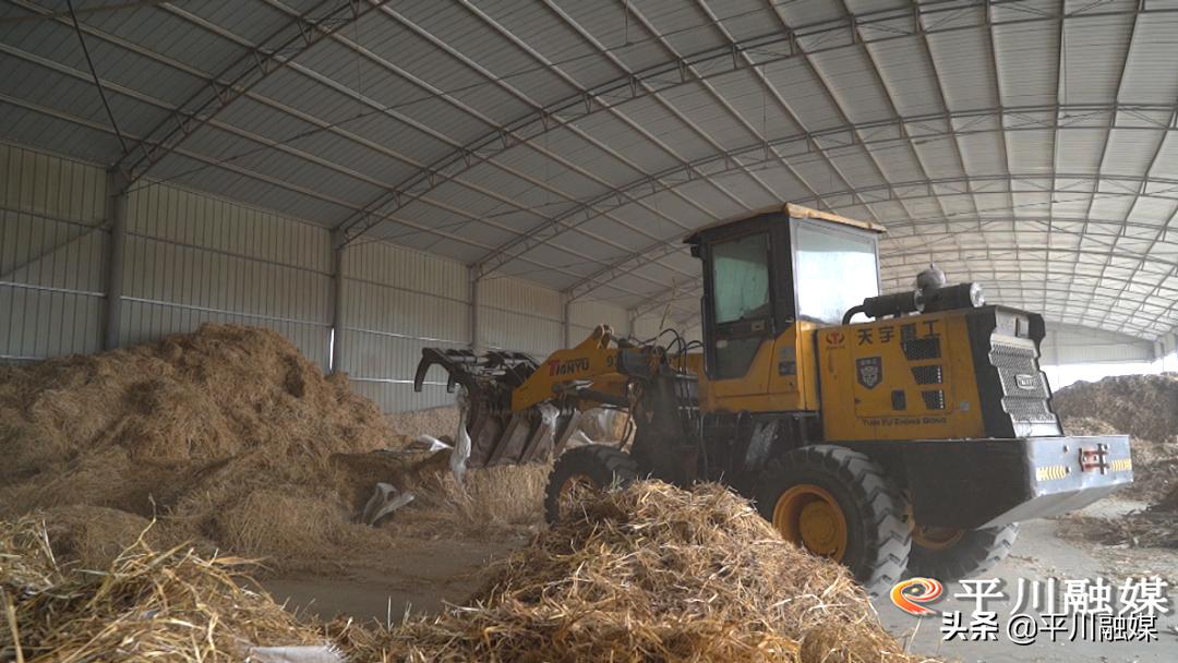 平川黑毛驴,平川黑驴