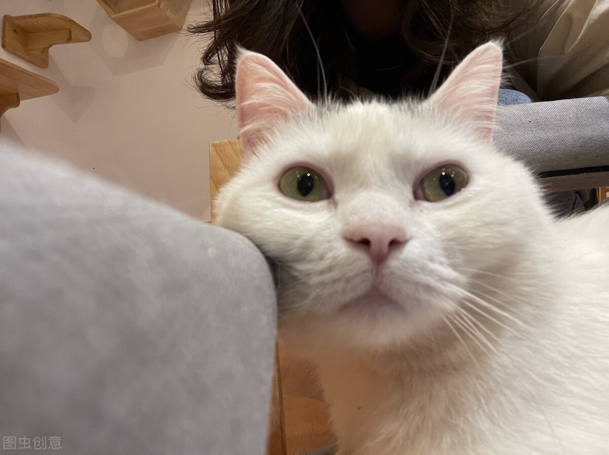 猫咪呕吐的原因及处理方法,猫咪呕吐的原因及处理办法