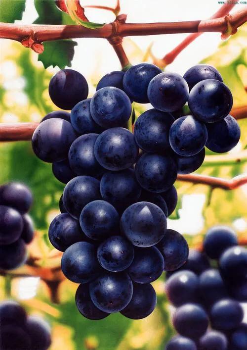 有哪些水果英文翻译,我喜欢的水果英文翻译