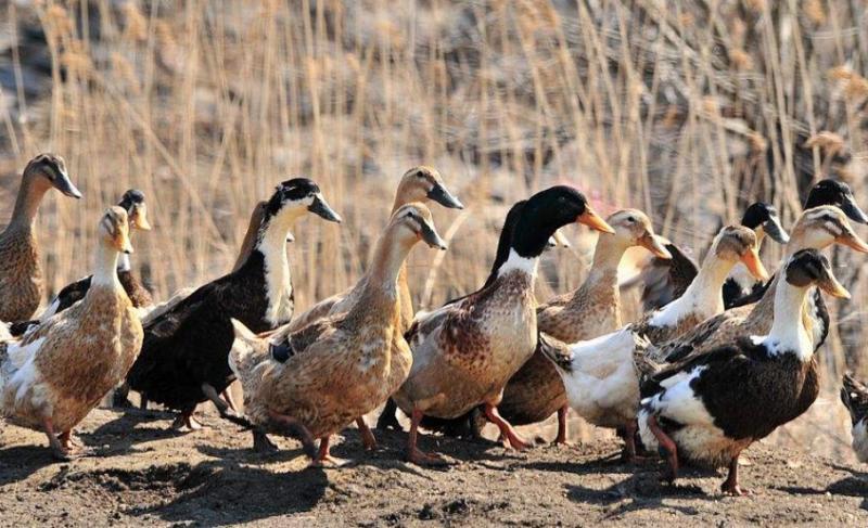 小伙养鹅养鸡上千只大鹅全卖了,养鹅被大雁带走2000只