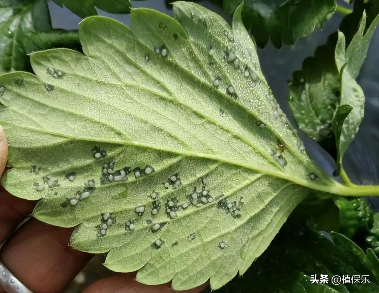 杀细菌病害有哪些好药,杀细菌病害有哪些药
