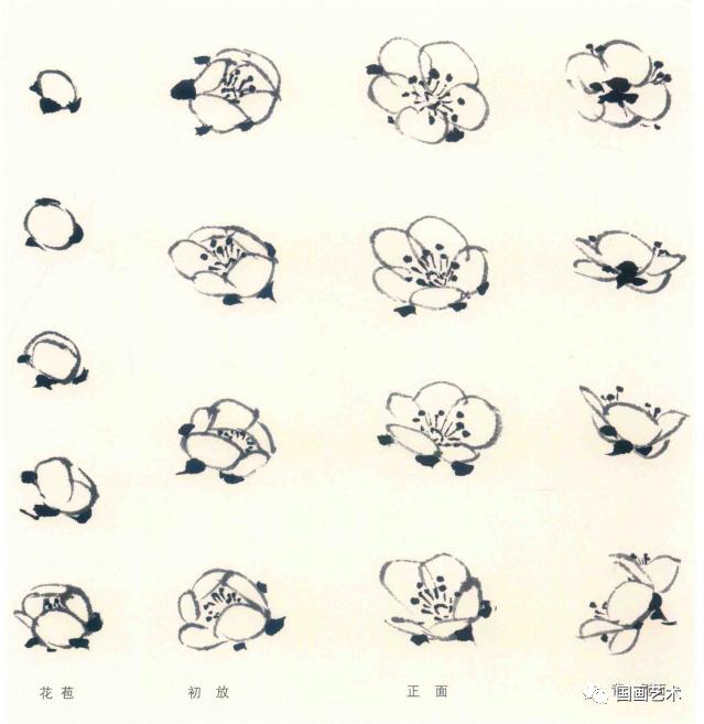 刘存惠梅花的各种画法,梅花基本画法