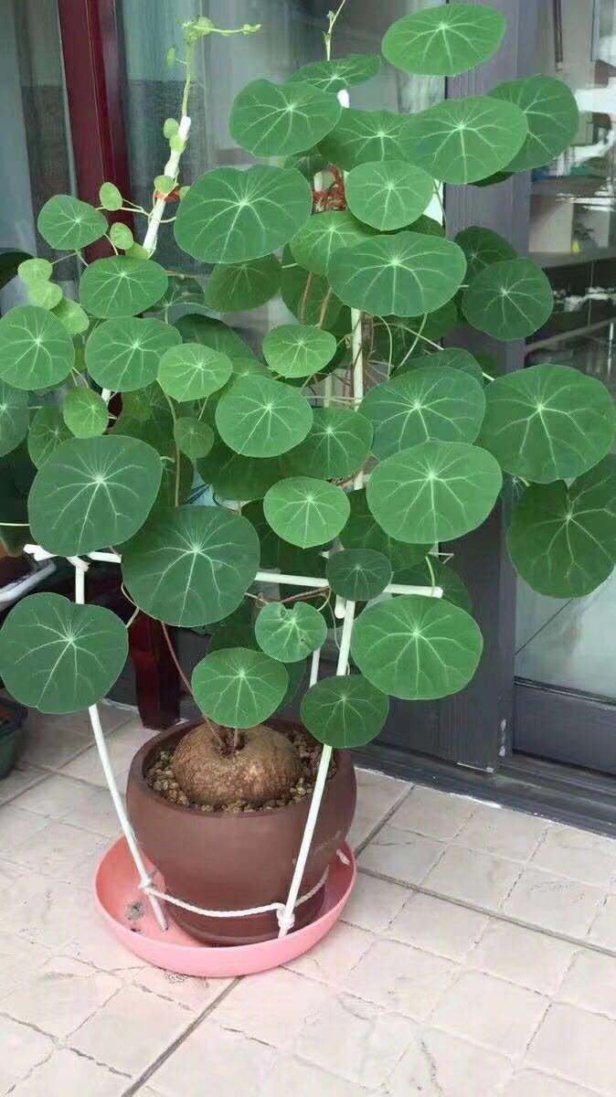 十种养不死的室内花,十种不容易生虫的花