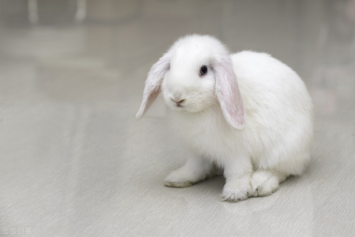 兔子手脚红肿发脓了怎么办,兔子眼睑红肿有分泌物