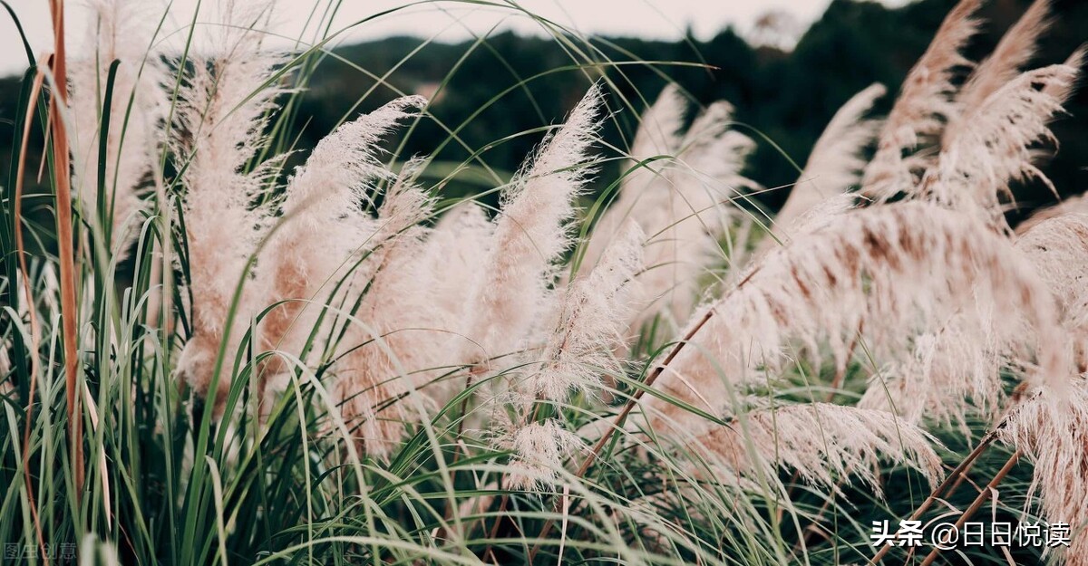 黑旋风李逵有多残忍,黑旋风李逵为什么打虎