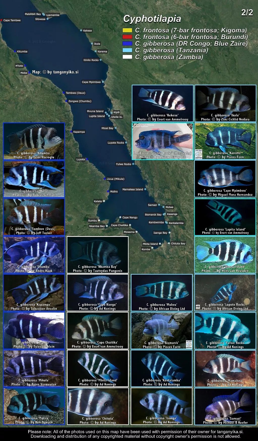 三湖慈鲷杂鲷品种图鉴大全,三湖慈鲷最好看的十种马鲷