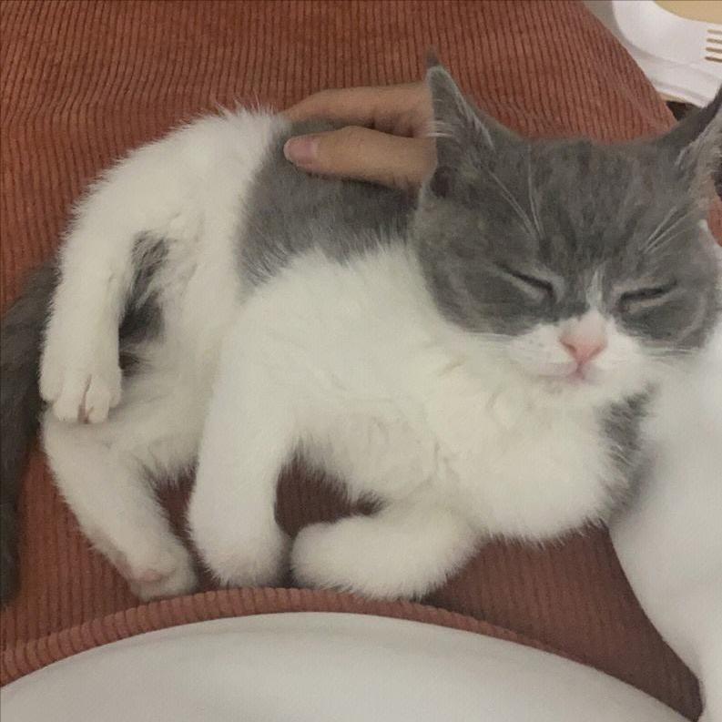 纯黑英短有什么特点,英短蓝白性格特点