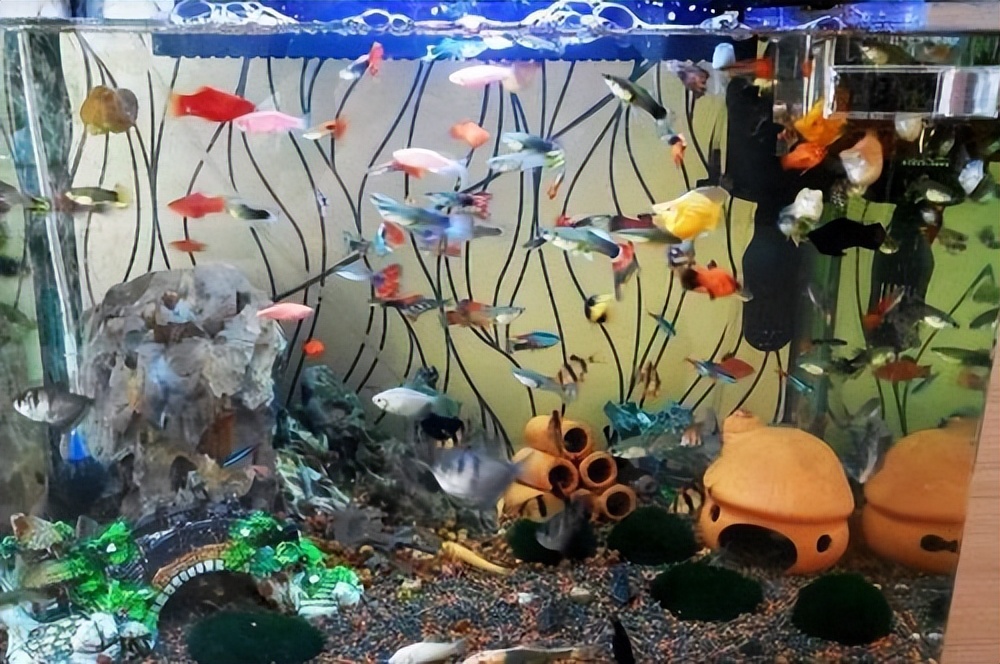 鱼缸灯养龟起什么作用,观赏鱼鱼缸灯怎么选