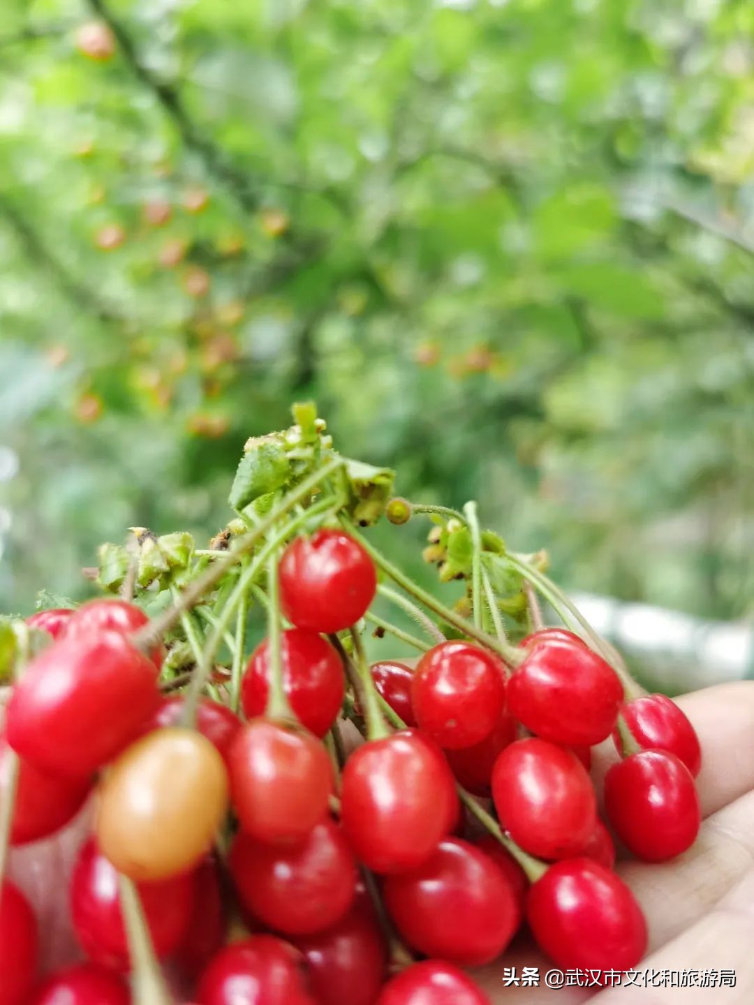 武汉东西湖樱桃采摘园,武汉新洲樱桃采摘园