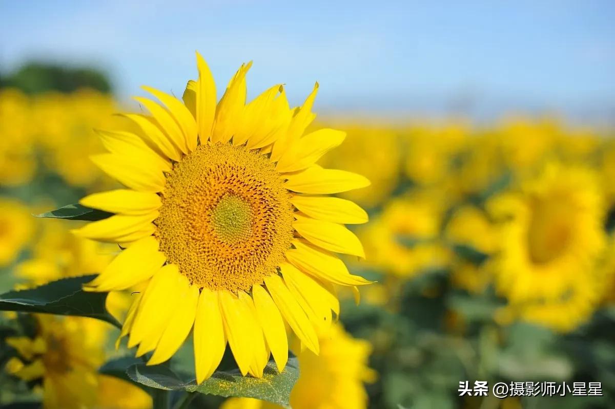 梵高向日葵拍摄,梵高向日葵欣赏视频
