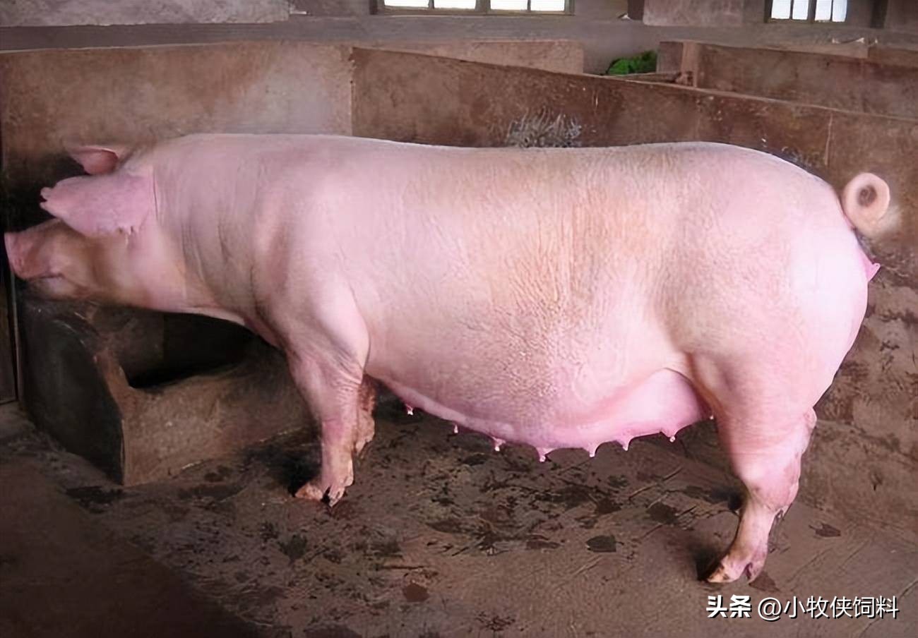 初产母猪产前应做哪些准备,母猪产前有哪些注意事项