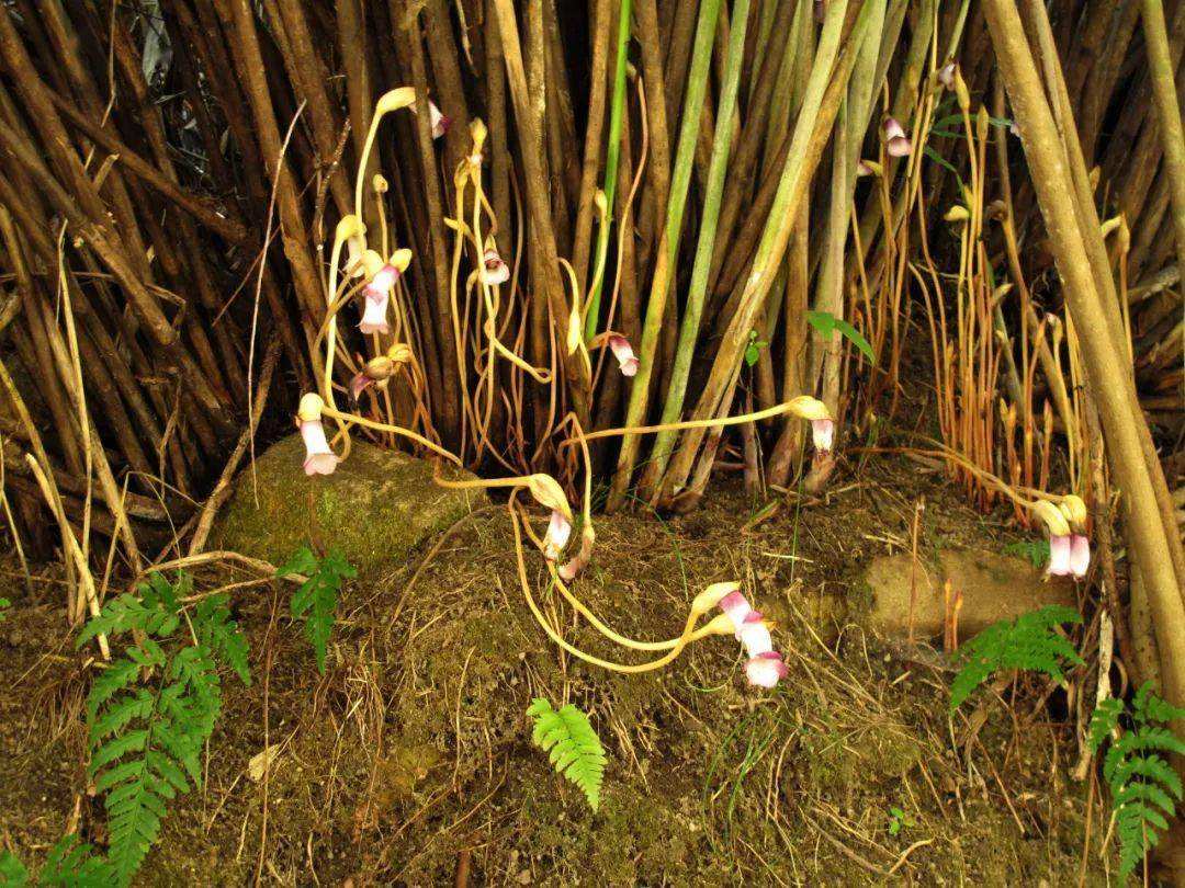 芦苇丛里的寄生植物 (芦苇是宿根植物吗)