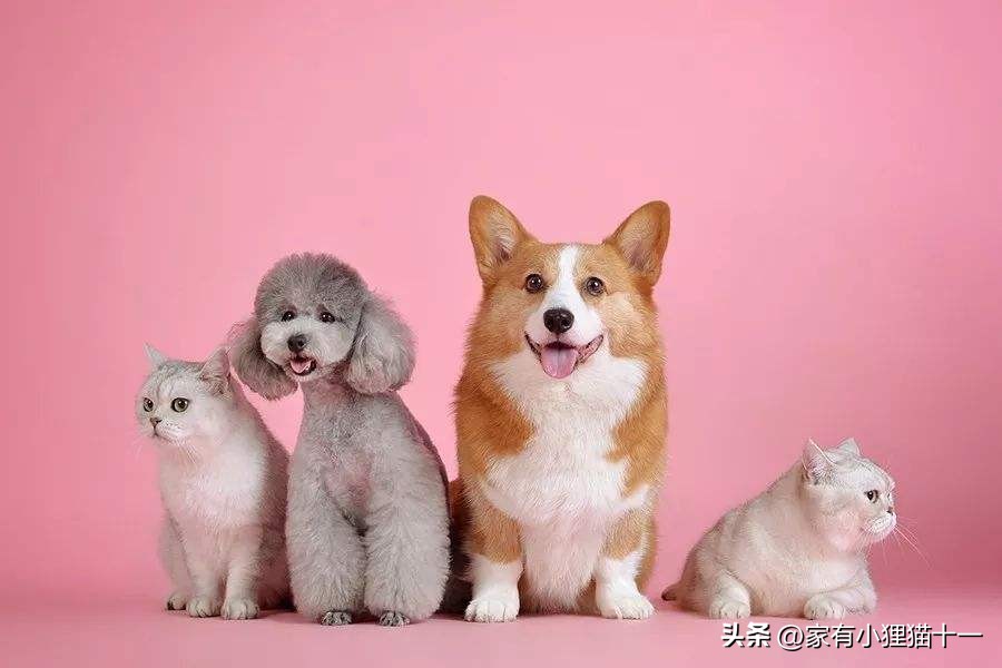 哪种猫适合新手养又便宜还不掉毛,这5大养猫禁忌很多铲屎官都犯过