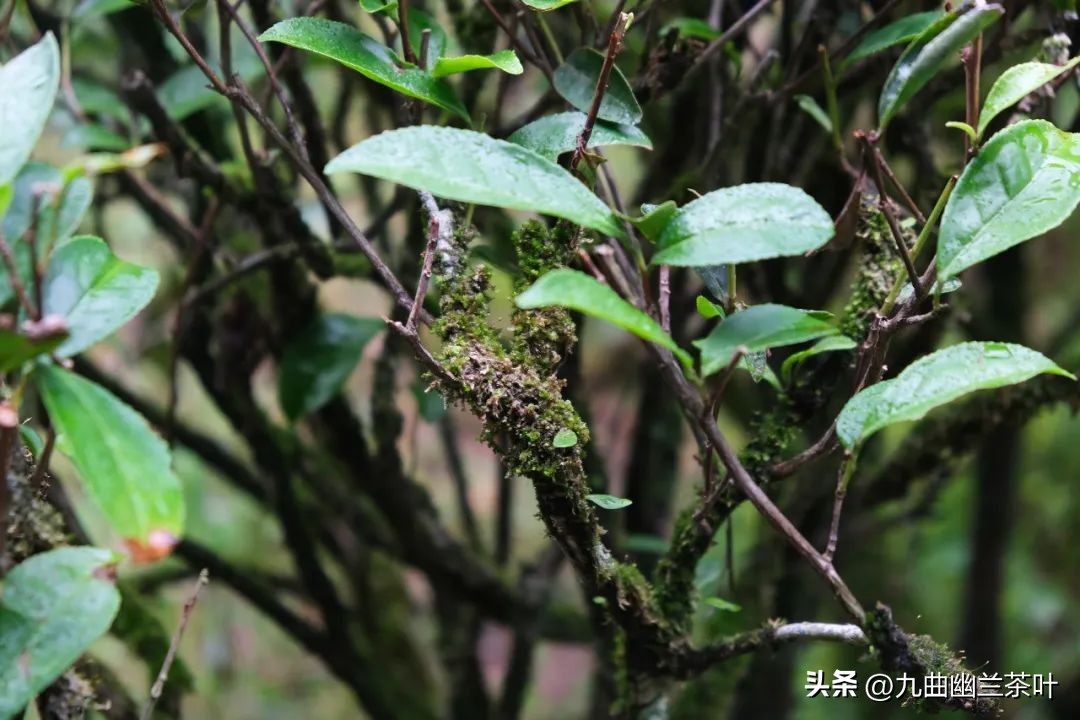 老茶客喝岩茶时赞不绝口的清凉感究竟是什么体验？