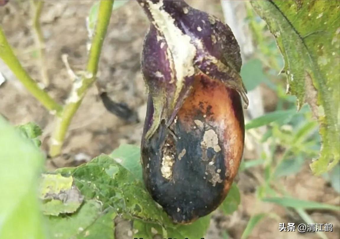 茄子买什么样的好,茄子到底能不能买