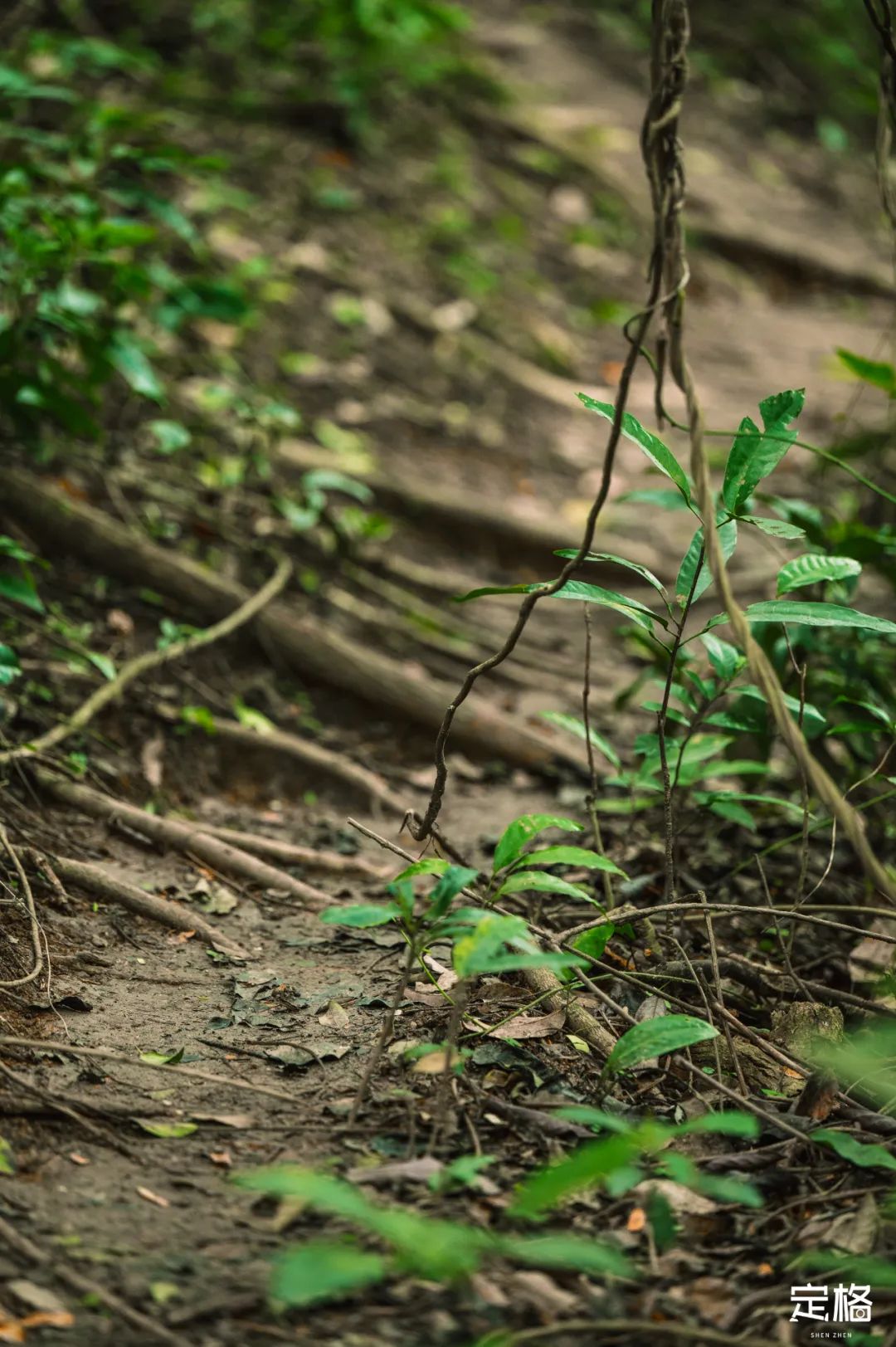 深圳比较危险的山,深圳很小众的山
