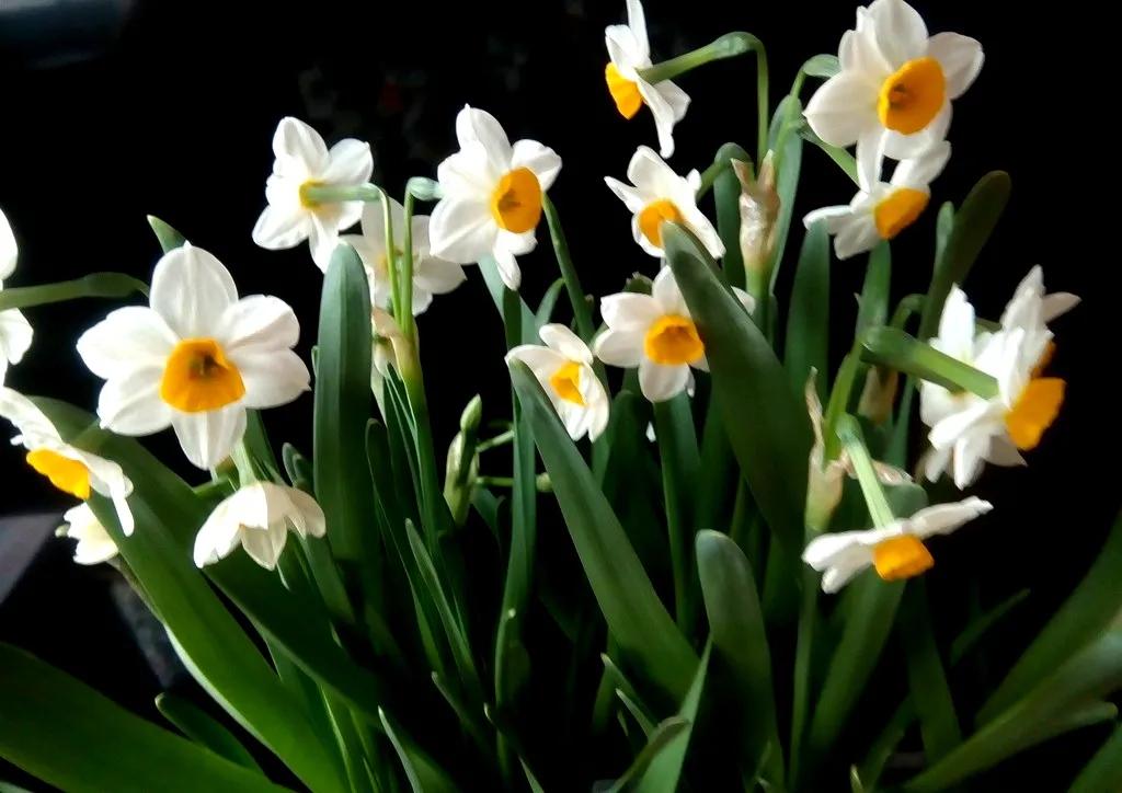 古诗词中的水仙花：飘零尘俗客再见水仙花