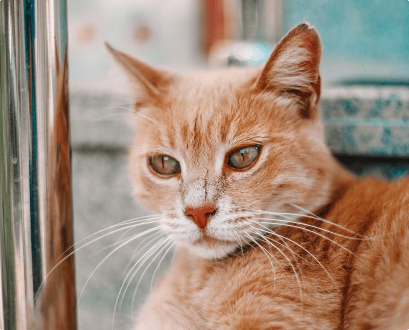 小李子猫罐头新口味,小李子猫罐头哪个口味好