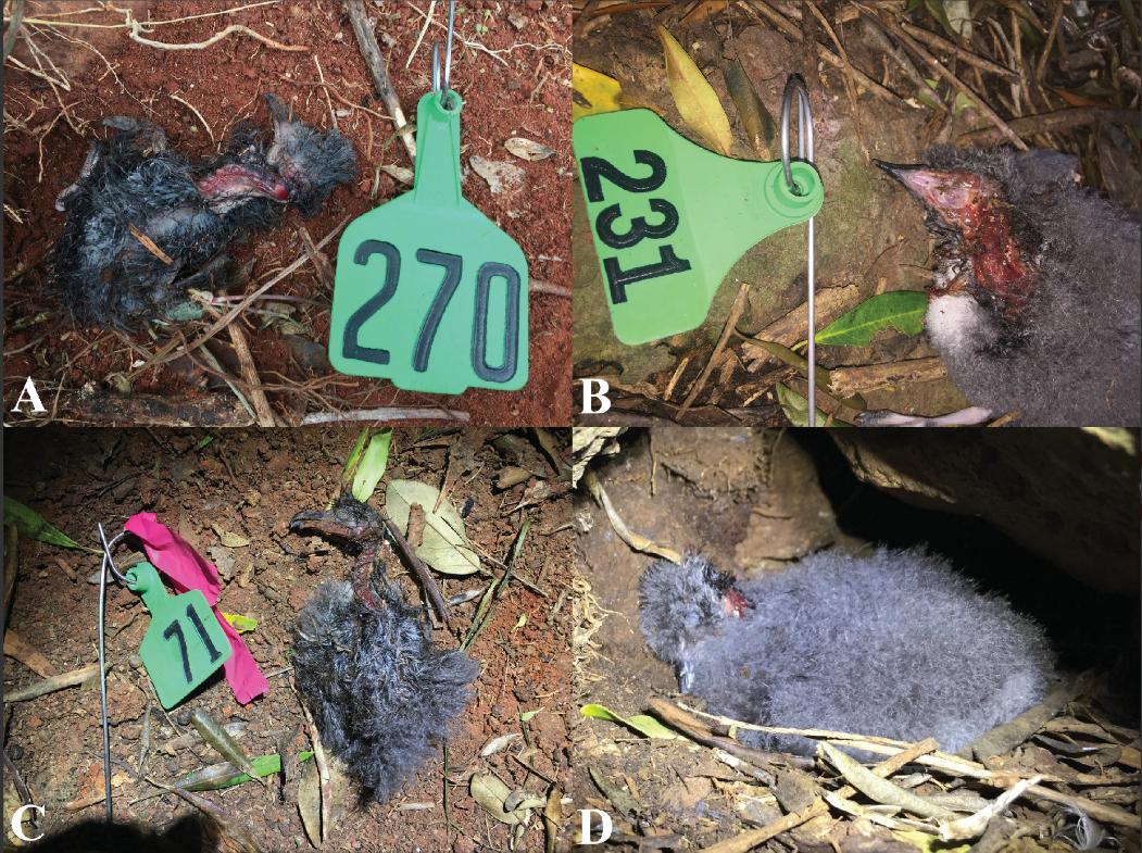 你见过1m长的巨型蜈蚣吗,一只巨型蜈蚣有多大